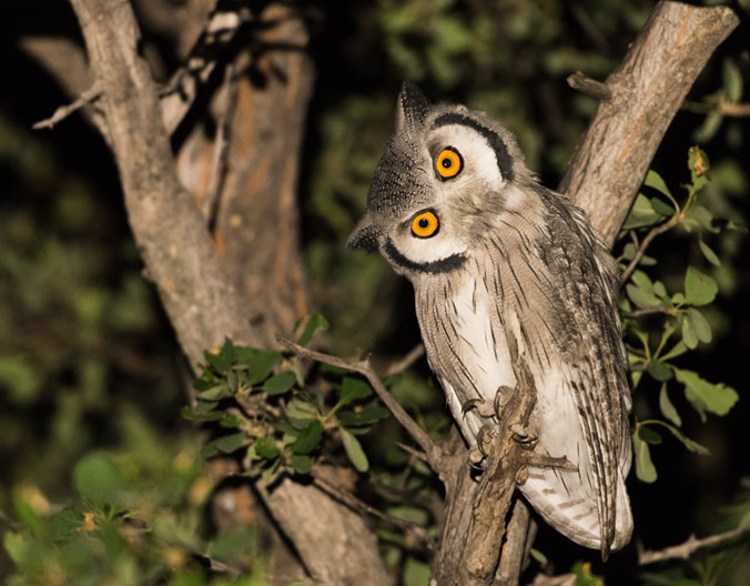 Your Brain Decides it’s an Owl – Five Ways to Make Your Nights Effective